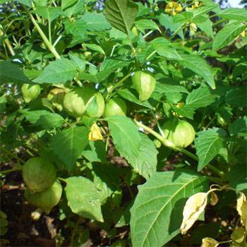 Photo of Cape Gooseberry (Physalis peruviana) uploaded by vic