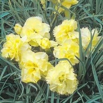 Photo of Carnation (Dianthus caryophyllus 'Grenadin Yellow') uploaded by vic