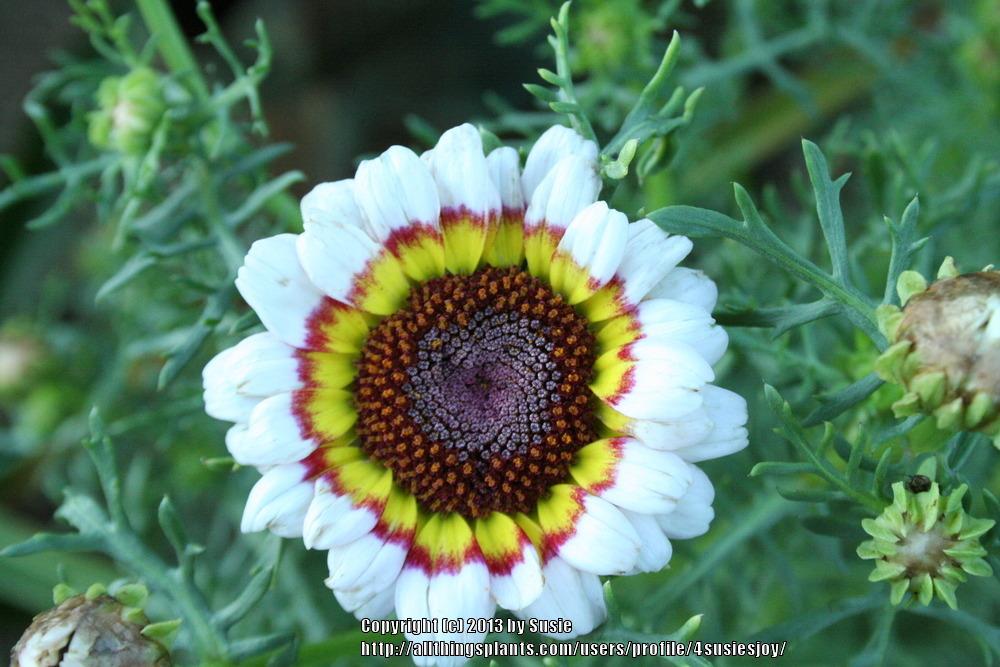 Photo of Tricolor Chrysanthemum (Ismelia carinata) uploaded by 4susiesjoy