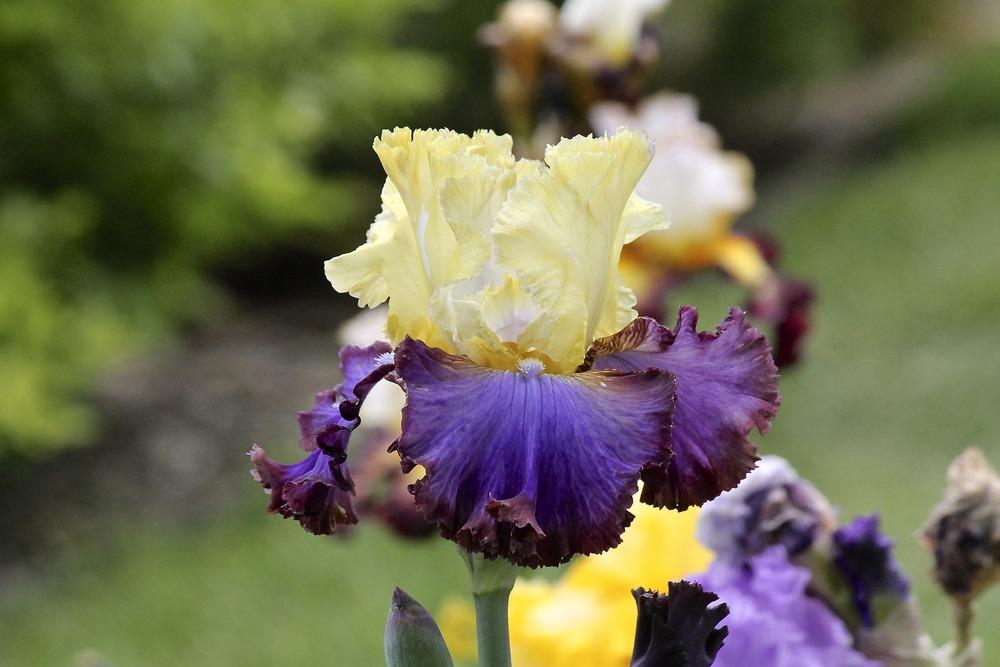 Photo of Tall Bearded Iris (Iris 'Adventurous') uploaded by ARUBA1334
