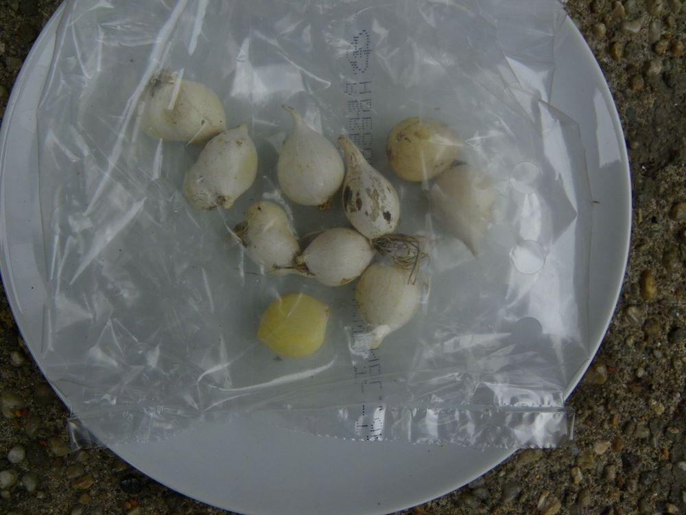 Photo of Golden Garlic (Allium moly) uploaded by Newyorkrita