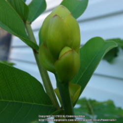 Location: Plano, TX
Date: 2013-09-27
The buds are about to open
