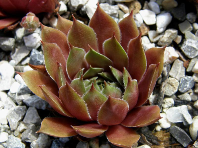 Photo of Hen and Chicks (Sempervivum 'Booth's Red') uploaded by banker07