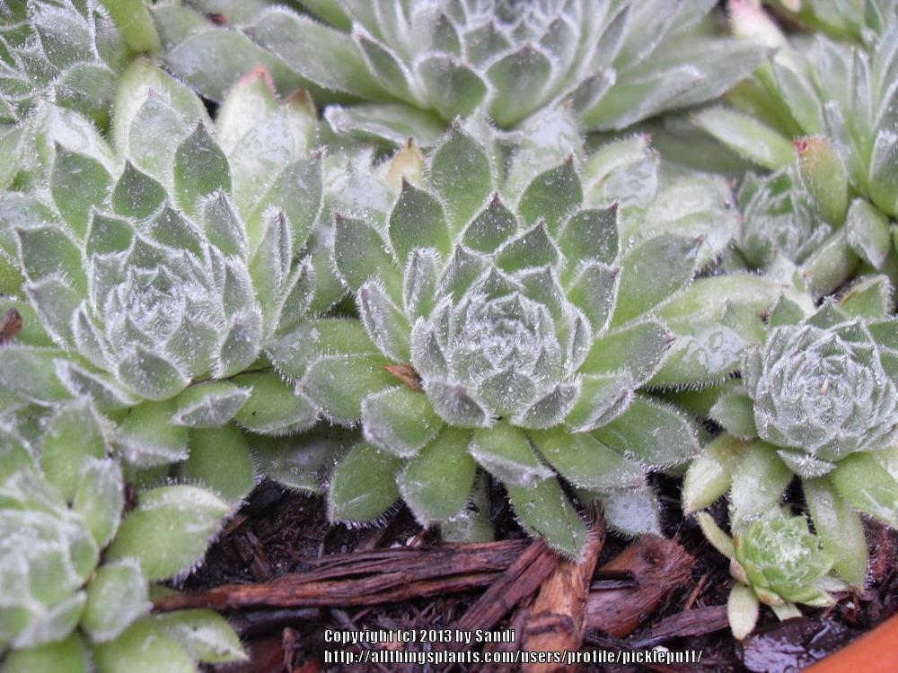 Photo of Hen and Chicks (Sempervivum 'Apollonia') uploaded by picklepuff