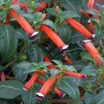 Photo of Firecracker Plant (Cuphea ignea) uploaded by vic