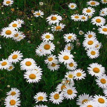 Photo of Oxeye Daisy (Leucanthemum vulgare) uploaded by vic