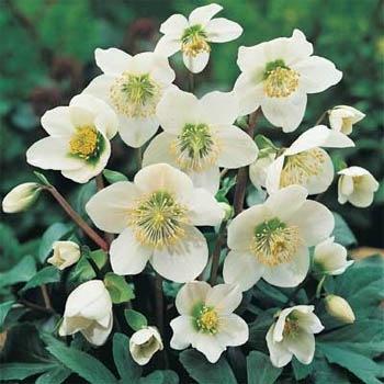 Photo of Christmas Rose (Helleborus niger) uploaded by vic