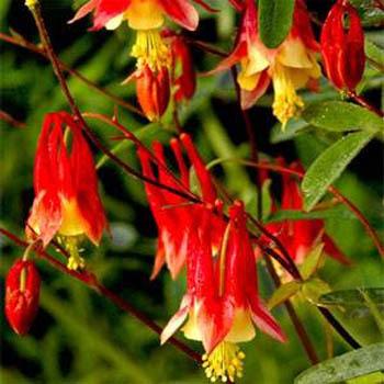 Photo of Eastern Red Columbine (Aquilegia canadensis) uploaded by vic