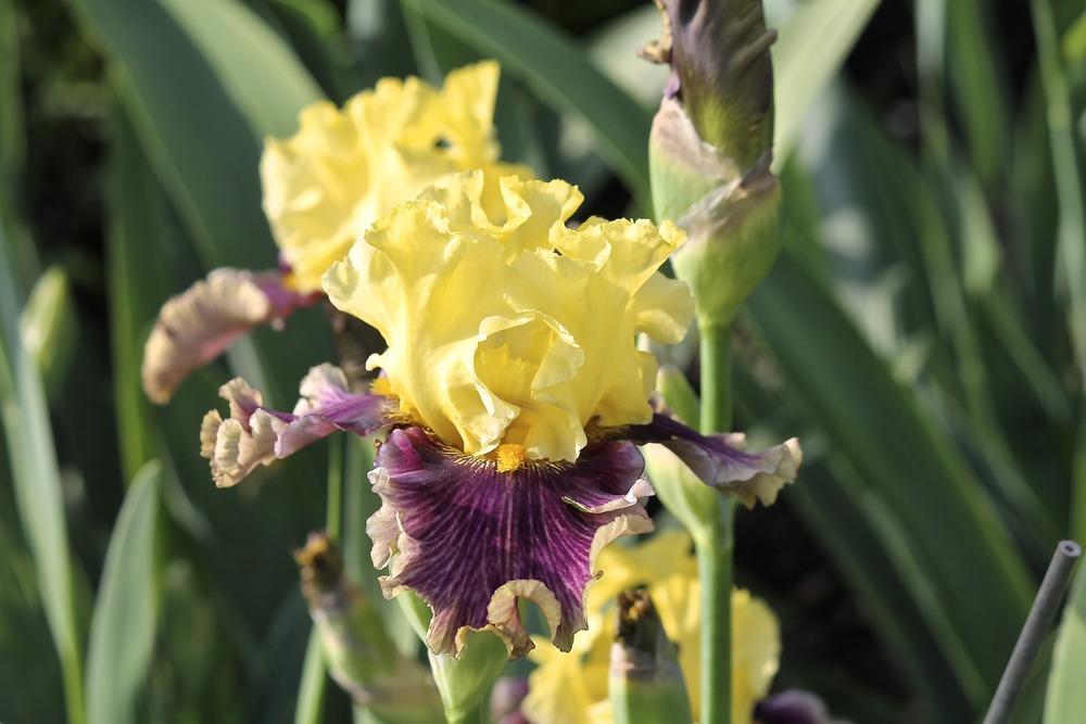 Photo of Tall Bearded Iris (Iris 'Treasure Trader') uploaded by ARUBA1334
