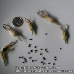 Location: Calgary
Date: 2013-09-28 
Seeds and seed pods for Agrostemma githago "Ocean Pearls".