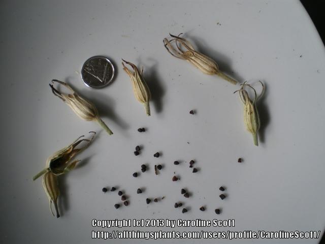 Photo of Corn Cockle (Agrostemma githago 'Ocean Pearl') uploaded by CarolineScott