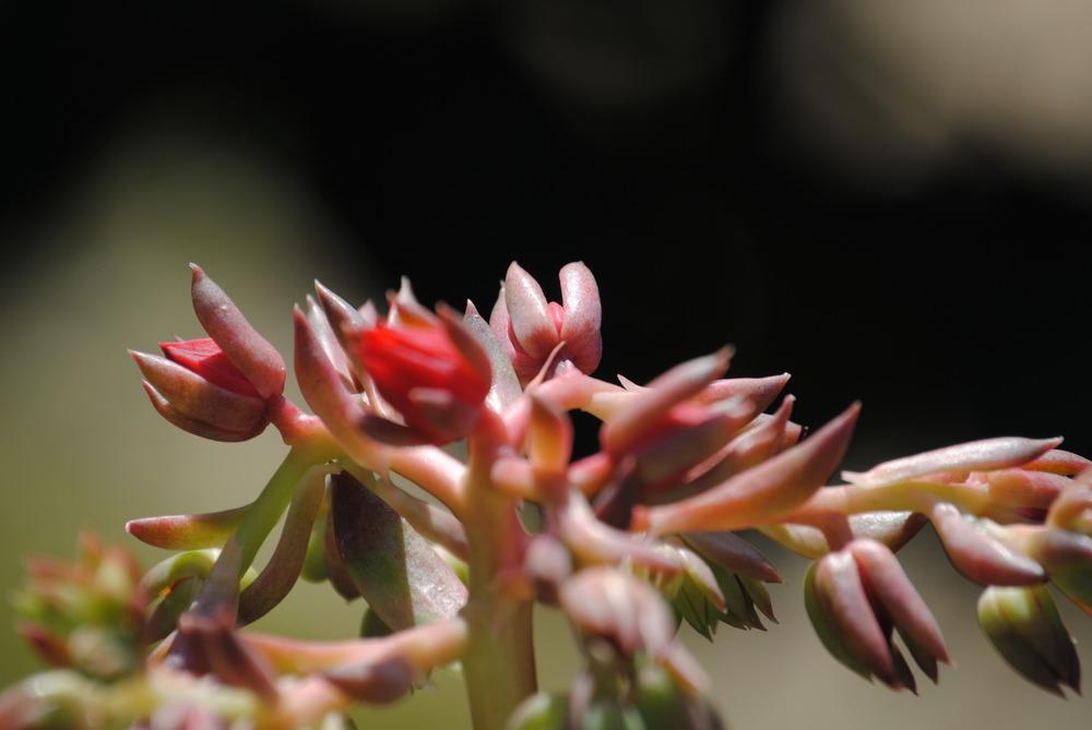 Photo of Echeveria 'Black Prince' uploaded by Moonhowl