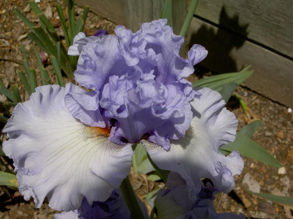 Photo of Tall Bearded Iris (Iris 'Dance Recital') uploaded by Muddymitts