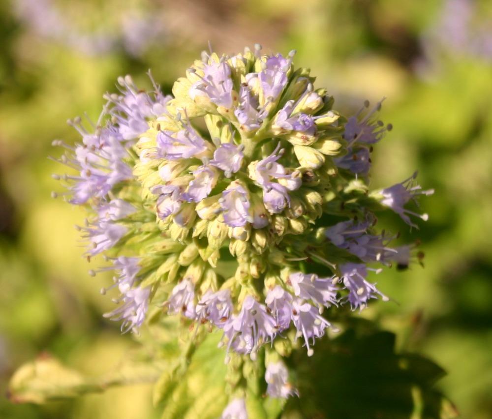 Photo of Bluebeard (Caryopteris x clandonensis Hint of Gold™) uploaded by jon