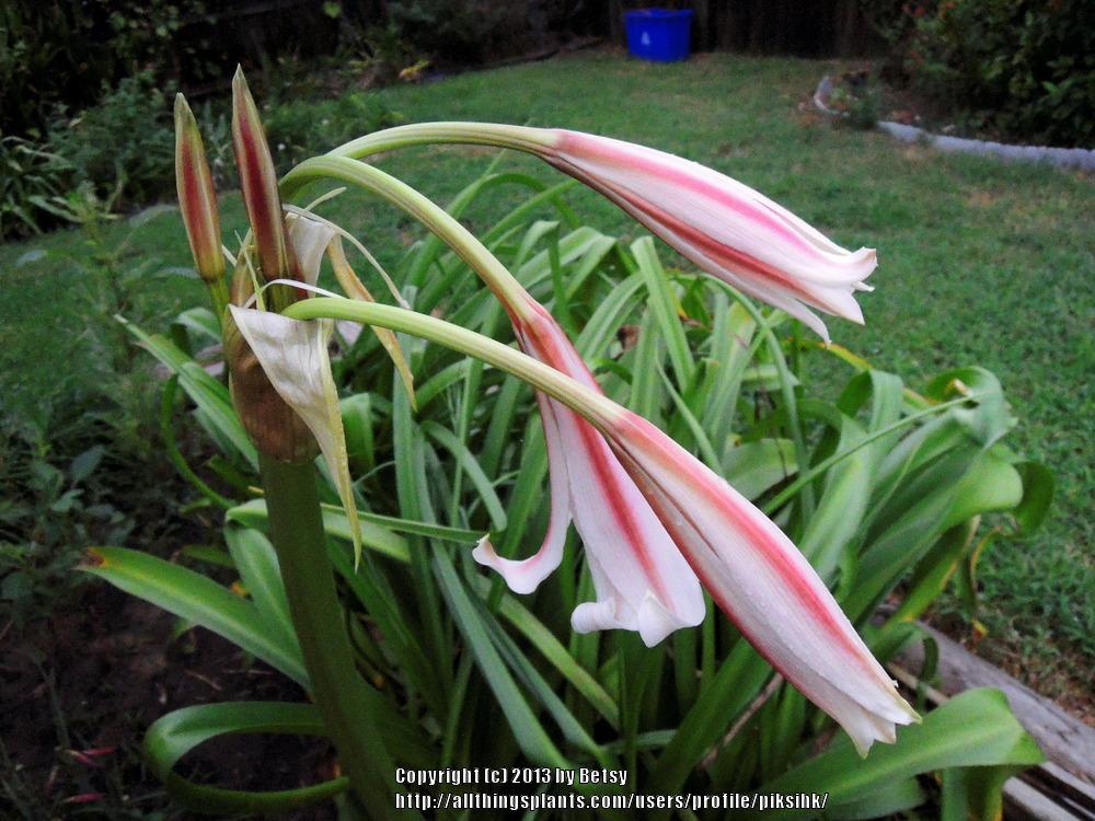 Photo of Crinum 'Milk and Wine' uploaded by piksihk