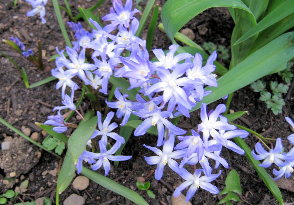 Photo of Glory Of The Snow (Scilla luciliae) uploaded by Bonehead
