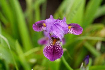 Photo of Miniature Tall Bearded Iris (Iris 'Daemon Imp') uploaded by Calif_Sue