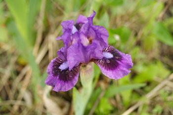 Photo of Standard Dwarf Bearded Iris (Iris 'Replicator') uploaded by Calif_Sue