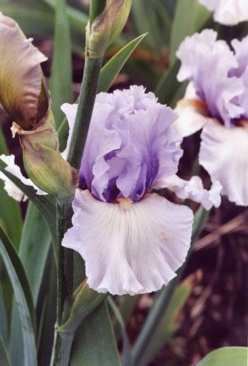 Photo of Tall Bearded Iris (Iris 'Fogbound') uploaded by Calif_Sue