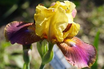 Photo of Intermediate Bearded Iris (Iris 'Mystical') uploaded by Calif_Sue