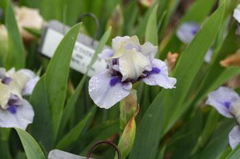 Photo of Standard Dwarf Bearded Iris (Iris 'Dime') uploaded by Calif_Sue