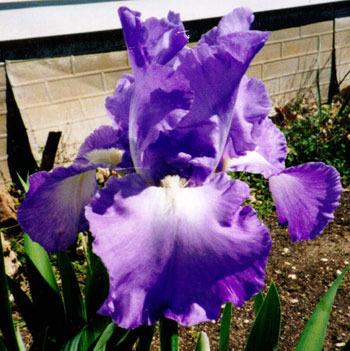 Photo of Tall Bearded Iris (Iris 'Victoria Falls') uploaded by Calif_Sue