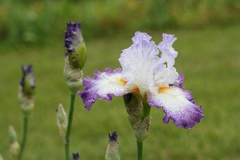 Photo of Tall Bearded Iris (Iris 'Conjuration') uploaded by Calif_Sue