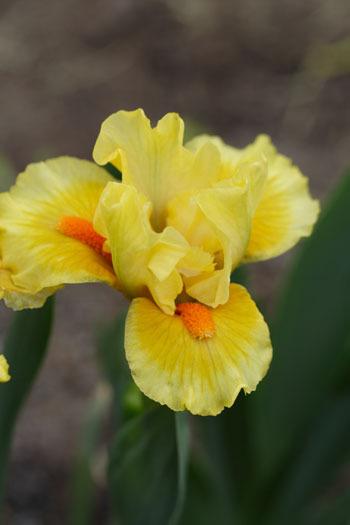 Photo of Standard Dwarf Bearded Iris (Iris 'Lost Art') uploaded by Calif_Sue