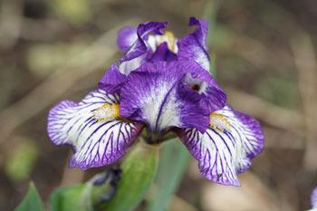 Photo of Standard Dwarf Bearded Iris (Iris 'Dinky Doodle') uploaded by Calif_Sue