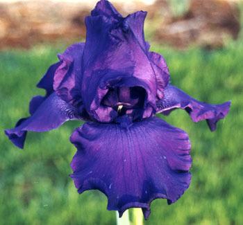 Photo of Tall Bearded Iris (Iris 'Titan's Glory') uploaded by Calif_Sue