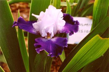 Photo of Tall Bearded Iris (Iris 'Royal Storm') uploaded by Calif_Sue