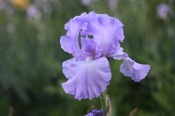 Photo of Tall Bearded Iris (Iris 'Mary Frances') uploaded by Calif_Sue