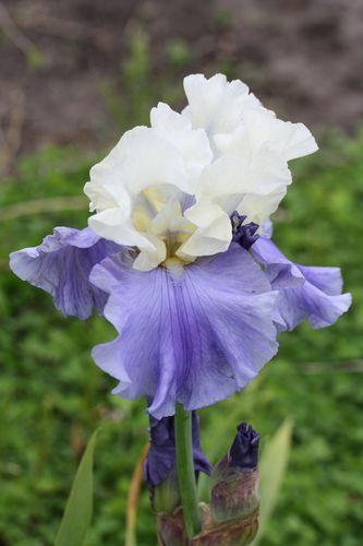 Photo of Tall Bearded Iris (Iris 'Stairway to Heaven') uploaded by Calif_Sue
