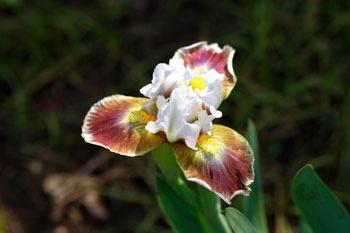 Photo of Standard Dwarf Bearded Iris (Iris 'Giggles and Grins') uploaded by Calif_Sue