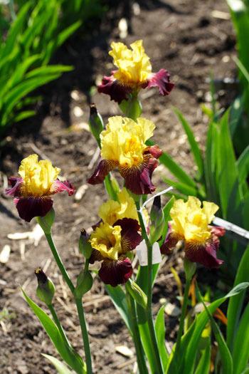 Photo of Miniature Tall Bearded Iris (Iris 'Lucy Doodle') uploaded by Calif_Sue