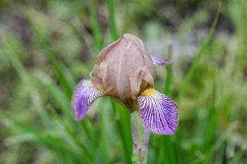 Photo of Miniature Tall Bearded Iris (Iris 'Persona') uploaded by Calif_Sue