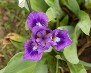 Photo of Standard Dwarf Bearded Iris (Iris 'Wizard's Return') uploaded by Calif_Sue