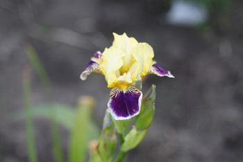 Photo of Miniature Tall Bearded Iris (Iris 'Maslon') uploaded by Calif_Sue