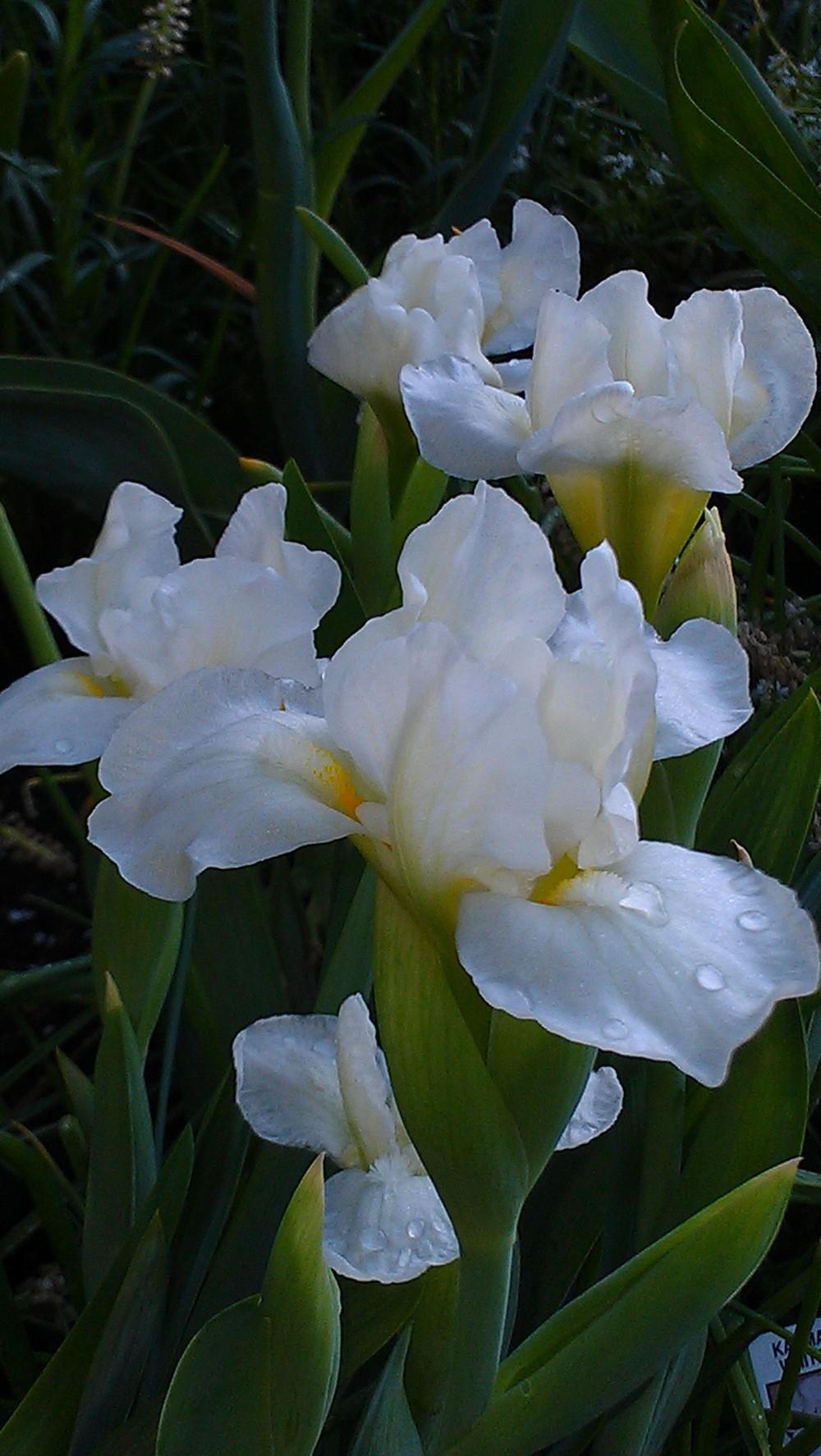 Photo of Standard Dwarf Bearded Iris (Iris 'Eramosa Snowball') uploaded by Irislady