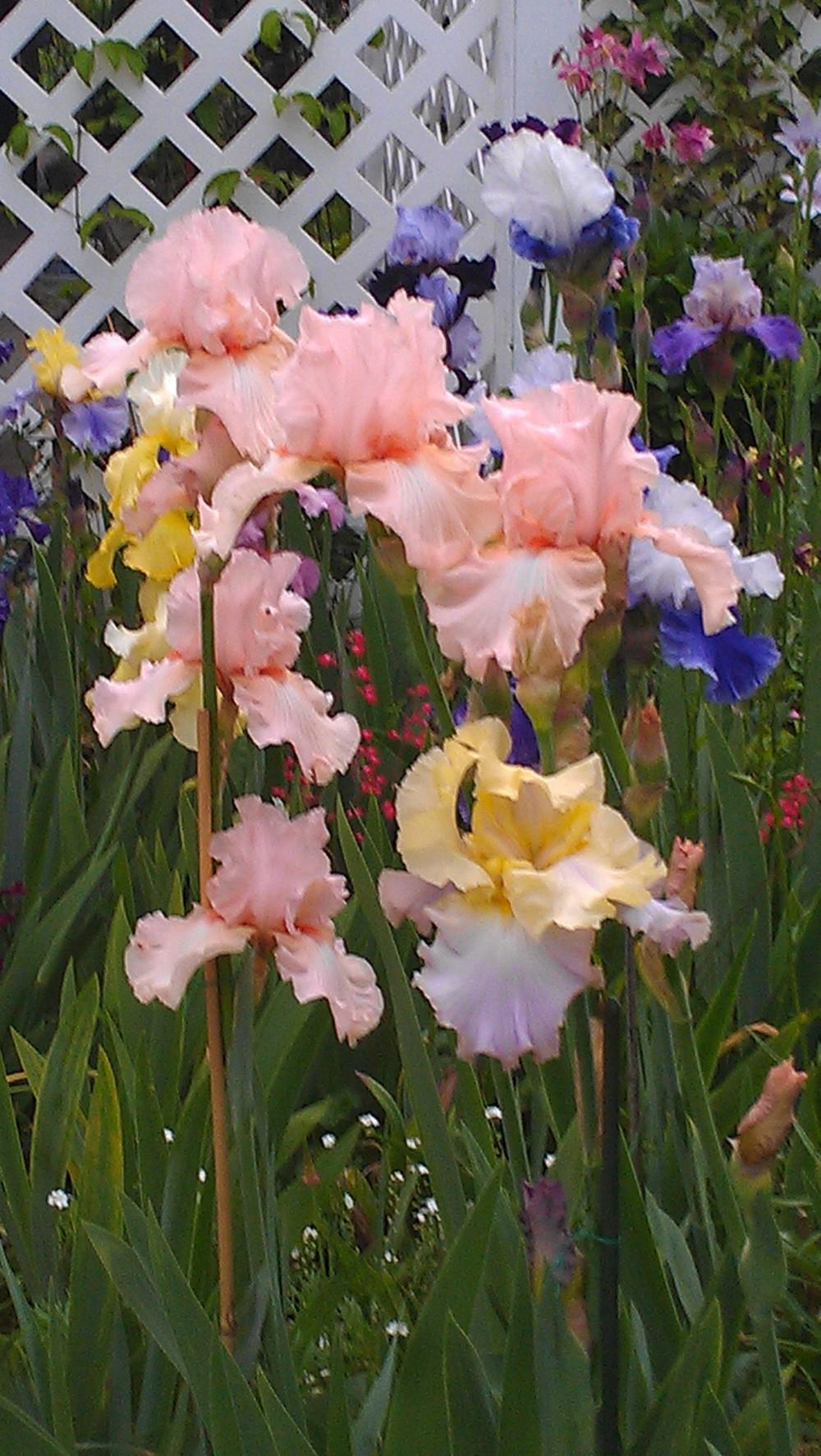 Photo of Tall Bearded Iris (Iris 'Happenstance') uploaded by Irislady