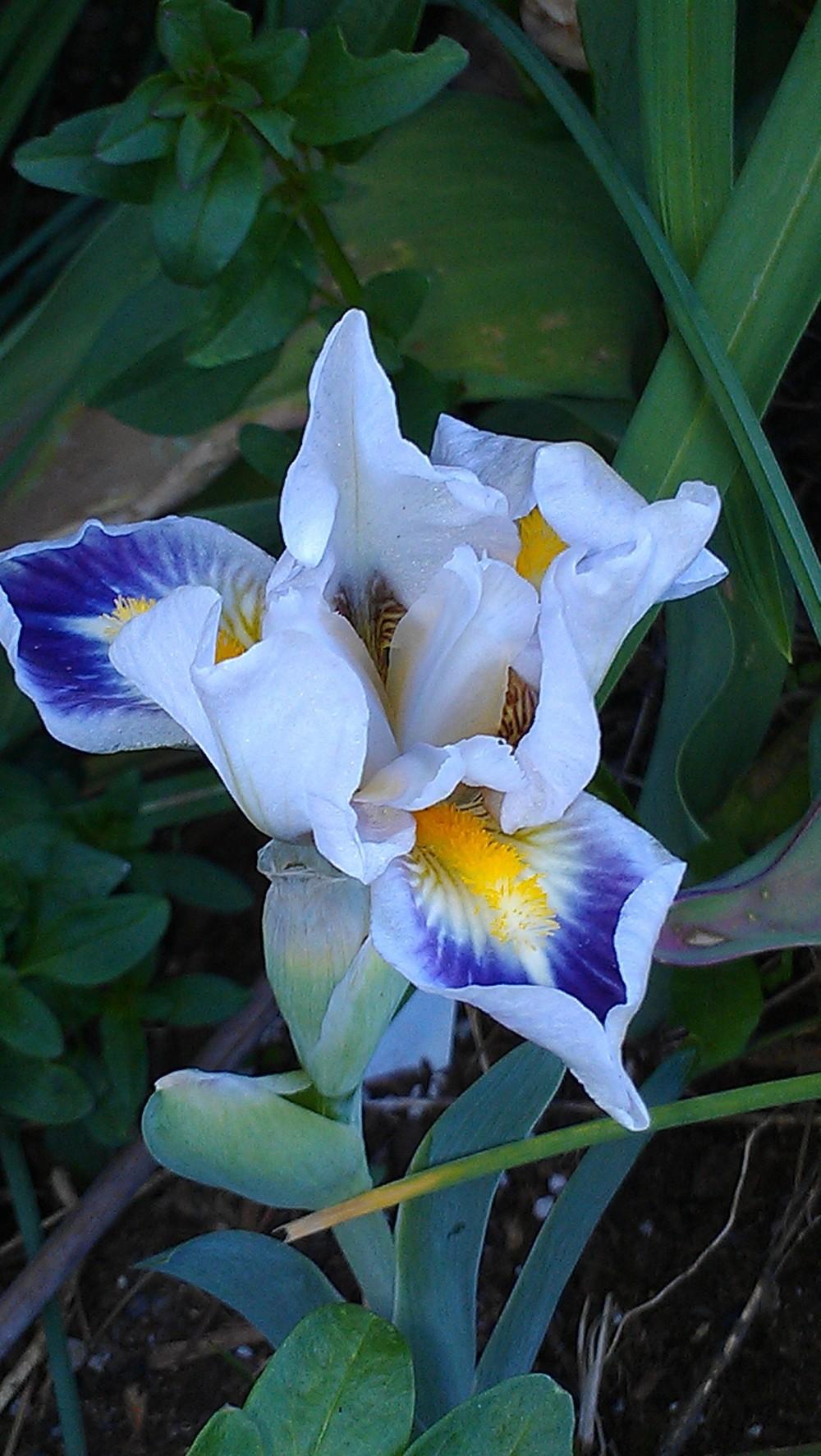 Photo of Standard Dwarf Bearded Iris (Iris 'Crystal Carpet') uploaded by Irislady