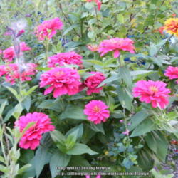 Location: My garden in Kentucky
Date: 2013-09-24
Color is too pink than the actual color in the pic
