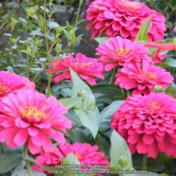 Location: My garden in Kentucky
Date: 2013-09-24
Color is too pink than the actual color in the pic