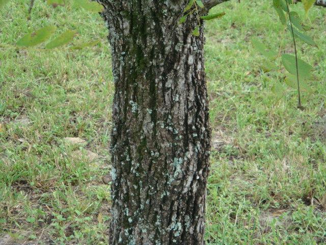 Photo of Black Walnut (Juglans nigra) uploaded by flaflwrgrl