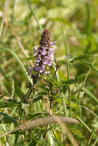 Photo of Marsh Woundwort (Stachys palustris) uploaded by robertduval14