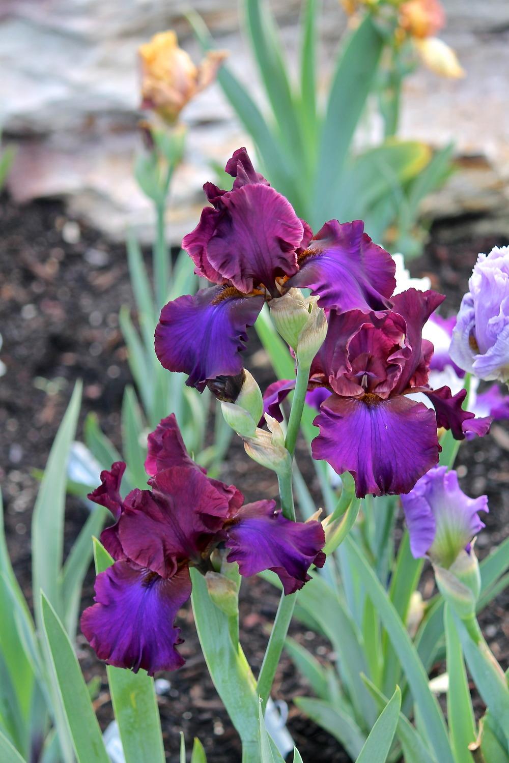 Photo of Tall Bearded Iris (Iris 'Texas Renegade') uploaded by ARUBA1334