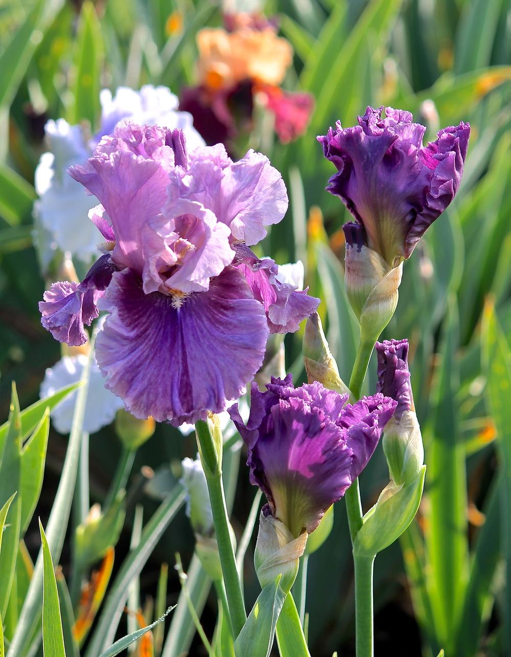 Photo of Tall Bearded Iris (Iris 'Enchanter') uploaded by ARUBA1334