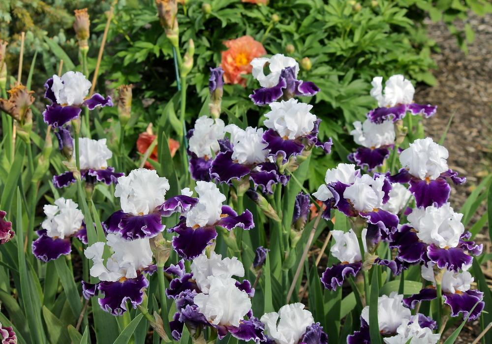 Photo of Tall Bearded Iris (Iris 'Merry Amigo') uploaded by ARUBA1334