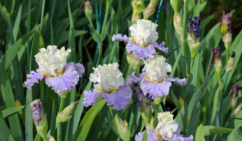 Photo of Tall Bearded Iris (Iris 'Enchanted Way') uploaded by ARUBA1334
