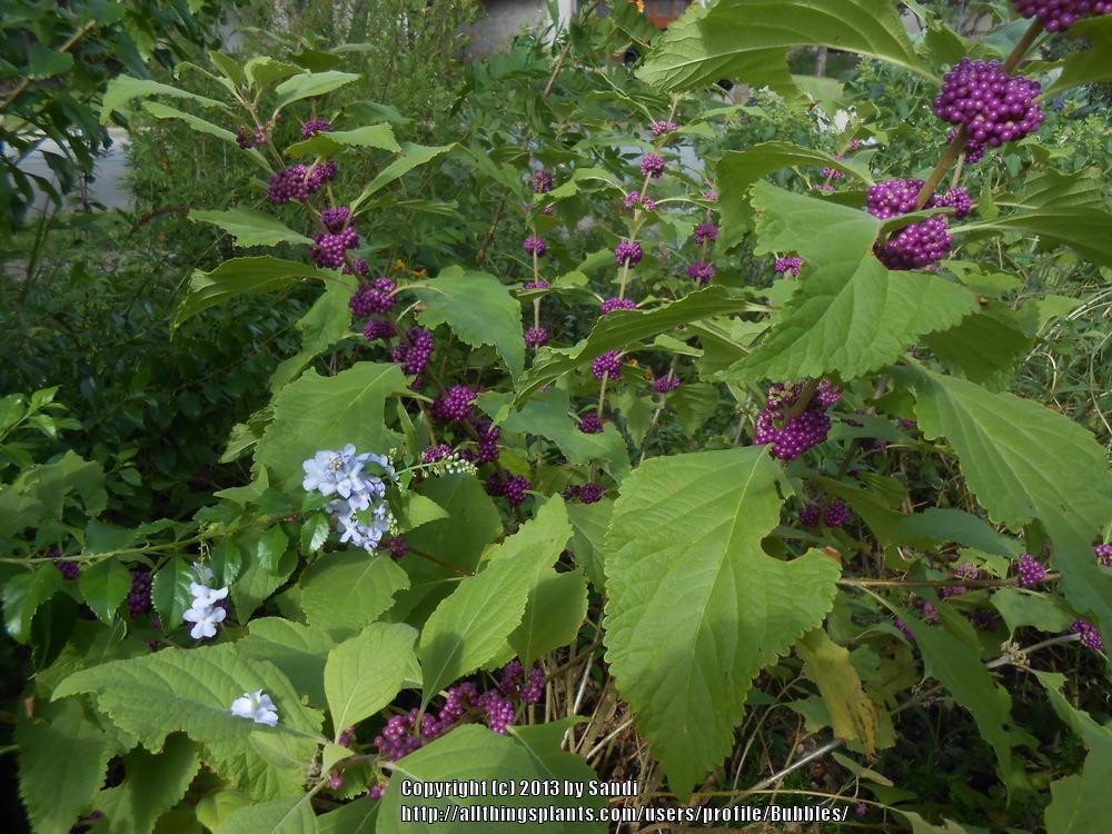 Photo of American Beautyberry (Callicarpa americana) uploaded by Bubbles